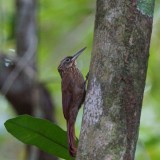 Cocoa woodcreeper, Matapalo.