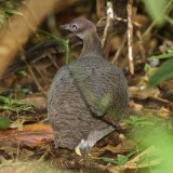 Tinamou, Corcovado.