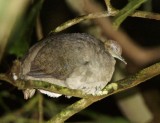 Tinamou, asleep, Lapa Rios.