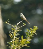 Tropical kingbird (Tyrannus melancholicus), Lapa Rios.