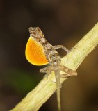 Male anole, Lapa Rios.