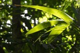 Leaves, Lapa Rios.