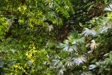 Leaves, Lapa Rios.