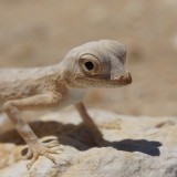 Carters semaphore gecko (pristurus carteri), Huqf