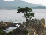 My take of  the Lone Cypress