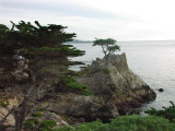 Another Angle of the Lone Cypress