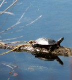 Turtle on a Log