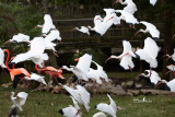 White Ibis