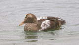 Common Eider (F)