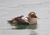 Common Eider (F)