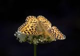 Coronis fritillary   Speyeria coronis