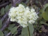 Heart-leaf Buckwheat  Eriogonum compositum v. compositum