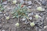 Spraguea (Cistanthe) umbellata  Pussy paws