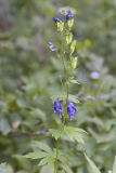 Aconitum columbianum  Monkshood