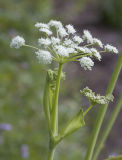 Angelica arguta   Sharptooth angelica