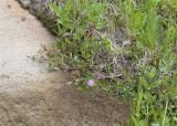 Kalmia microphylla  Alpine laurel