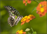 Butterflies and Insects