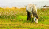 Beauty in the Pasture