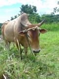 Creole cow
