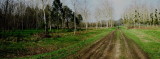 Country walk