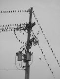 For the birds