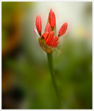 Red Nerine.