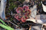 Drosera erythrorhiza ssp. squamosa
