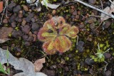 Drosera erythrorhiza ssp. squamosa