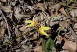 Caladenia flava ssp. flava