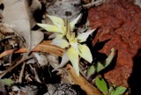 Caladenia flava ssp. flava