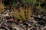 Drosera stolonifera ssp. stolonifera