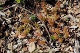 Drosera stolonifera ssp. stolonifera