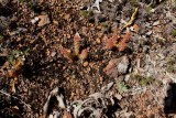 Drosera stolonifera ssp. stolonifera