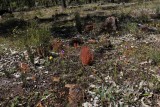 Drosera stolonifera ssp. stolonifera