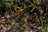 Drosera stolonifera ssp. stolonifera