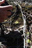 Drosera glanduligera