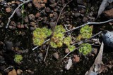 Drosera glanduligera