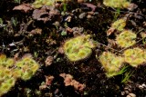 Drosera glanduligera