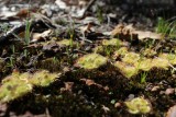 Drosera glanduligera