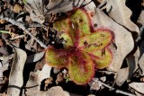 Drosera erythrorhiza ssp.
