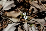 Stylidium sp.