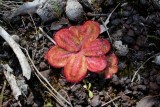 Drosera erythrorhiza ssp.