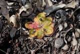 Drosera erythrorhiza ssp.