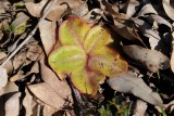Drosera erythrorhiza ssp.