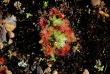 Drosera pulchella