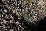 Drosera erythrorhiza ssp.