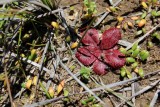 Drosera rosulata  