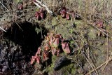 Cephalotus follicularis