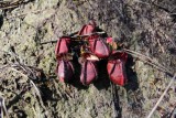Cephalotus follicularis