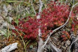 Drosera purpurascens